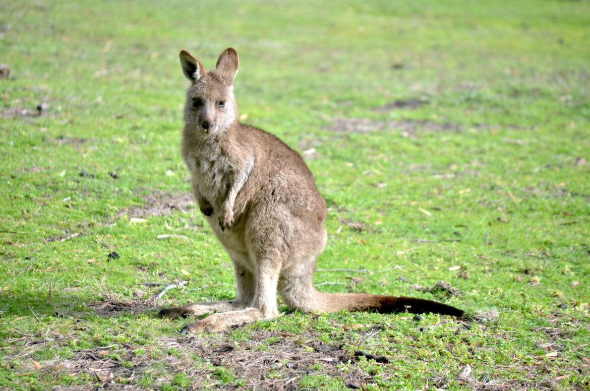 Marsupio :quando e come farne buon uso